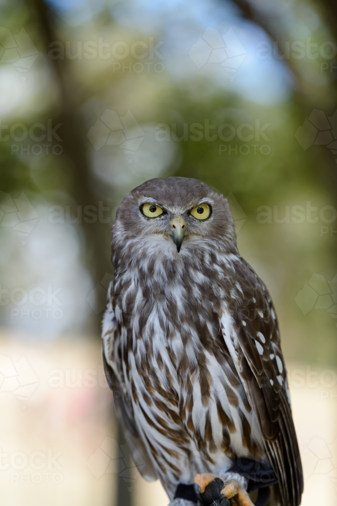 Barking Owl perched and staring intently with blurred background - Australian Stock Image