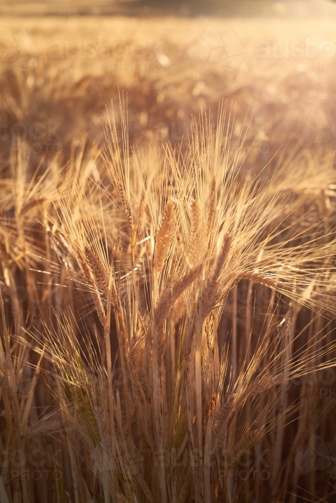 Barley crop closeup backlit by the late afternoon sunlight - Australian Stock Image