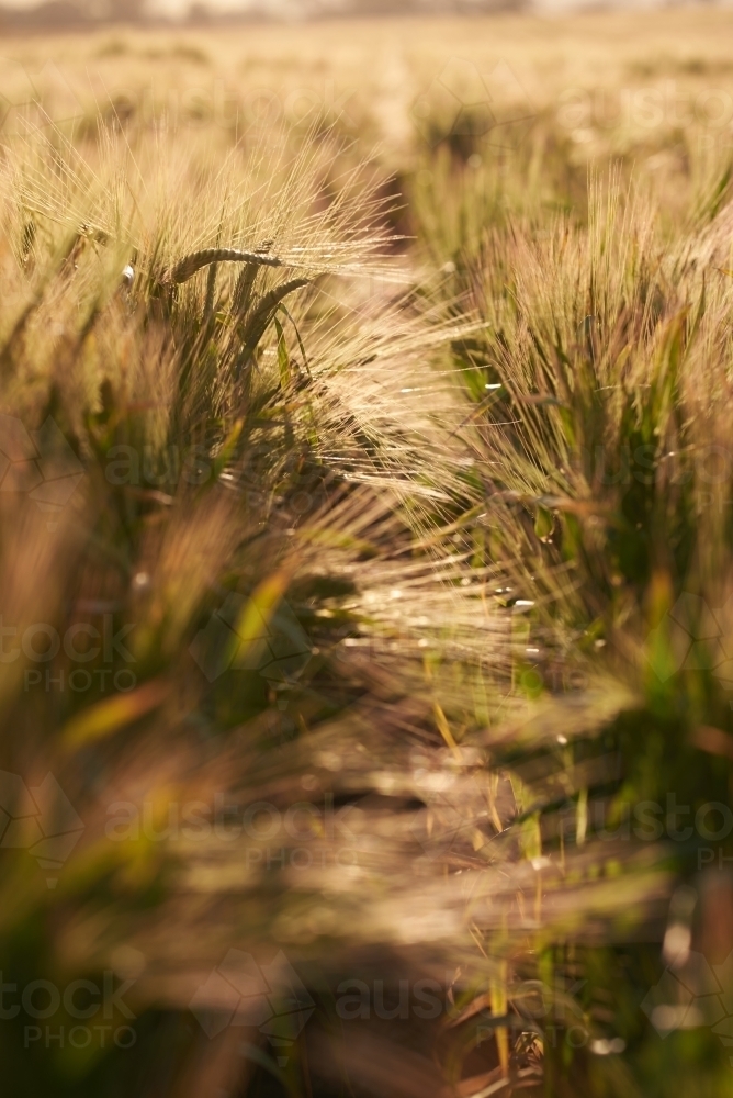 Barley crop in spring, lit by the late afternoon sun. - Australian Stock Image