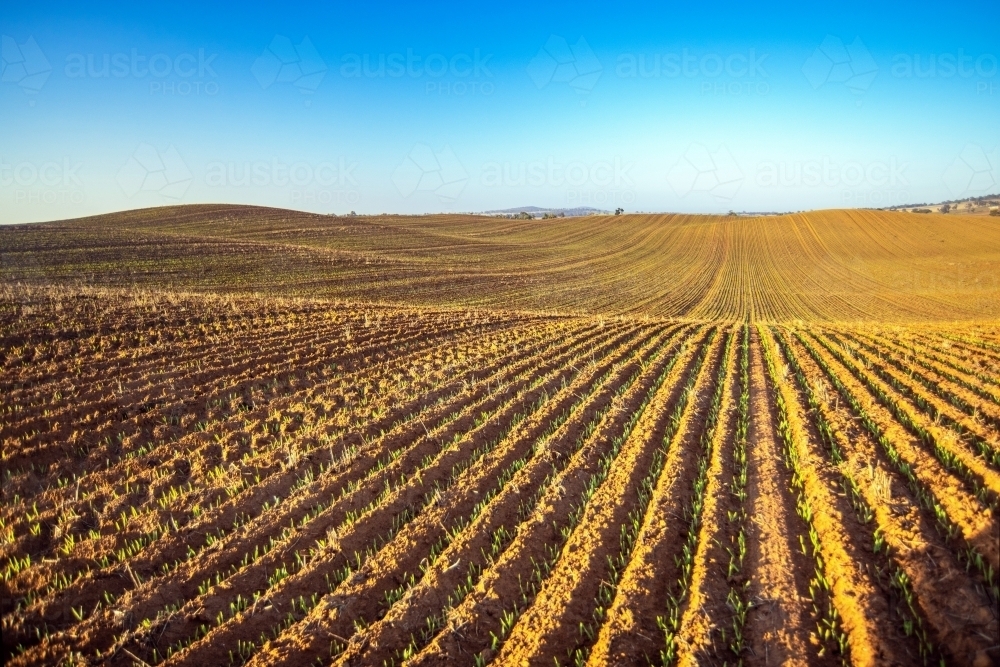 Barley crops showing leading lines to the side during early morning - Australian Stock Image