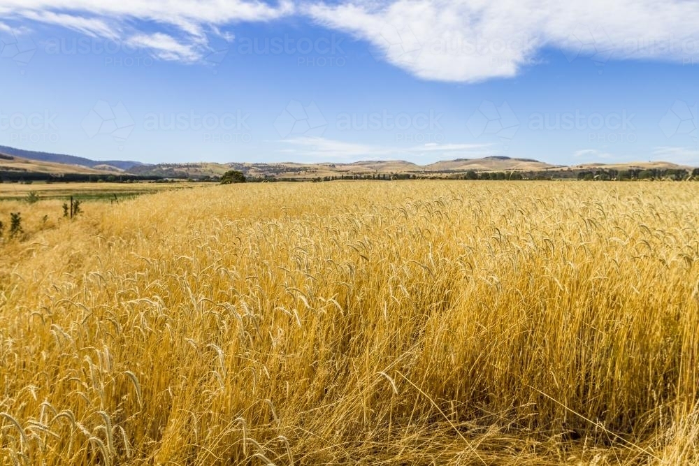 Barley Field - Australian Stock Image