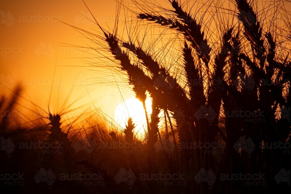 Barley Silhouette - Australian Stock Image