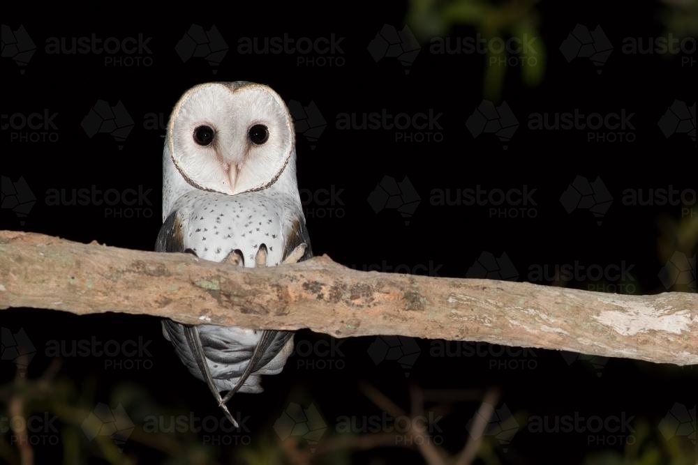 Barn Owl Stare - Australian Stock Image