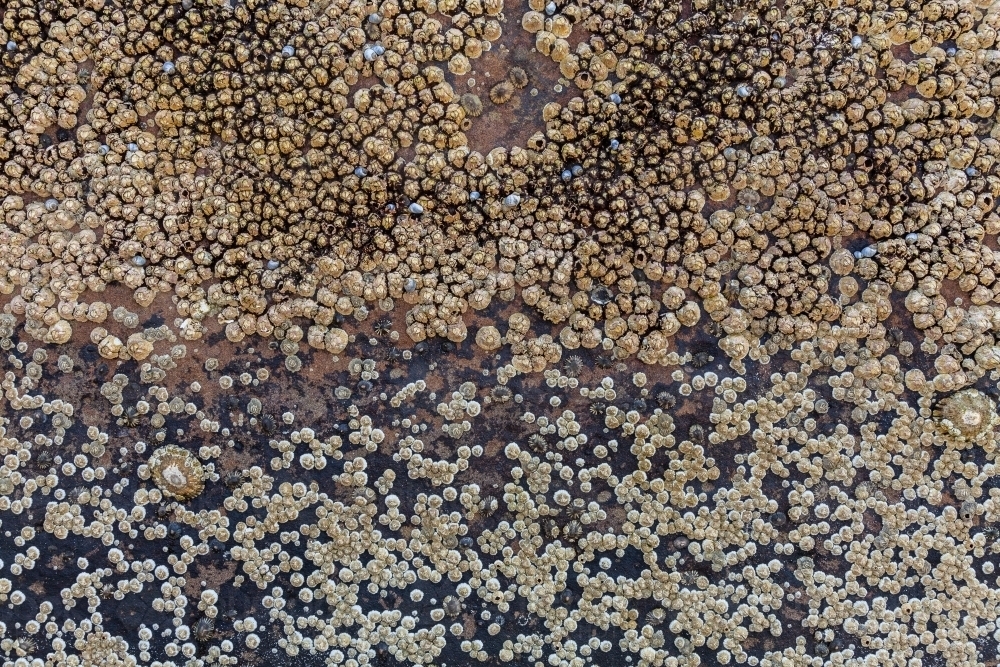 Barnacle shells making seaside texture on rock face - Australian Stock Image
