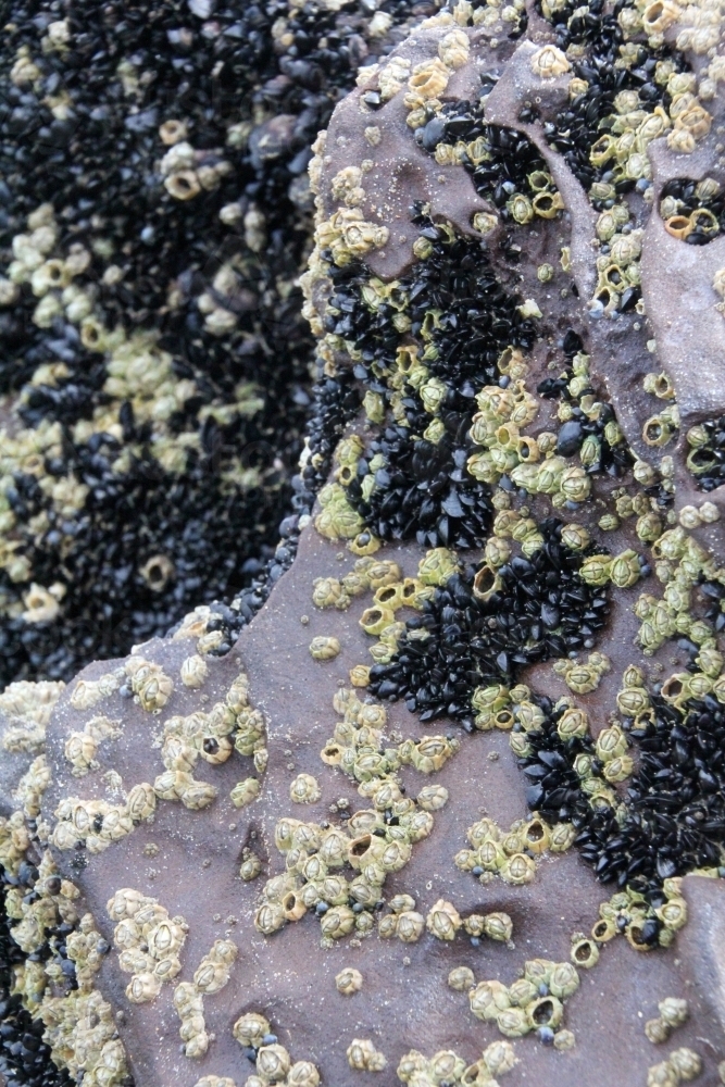 Image of Barnacles and mussels on coastal rock - Austockphoto