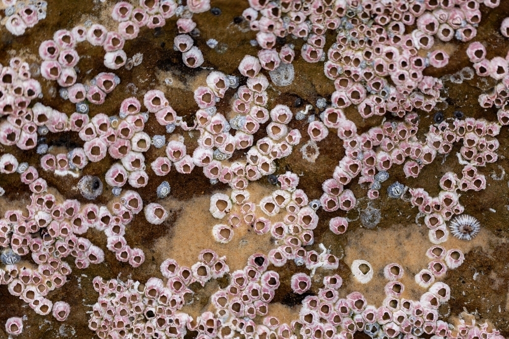 barnacles covering seaside rock at the beach  - Australian Stock Image