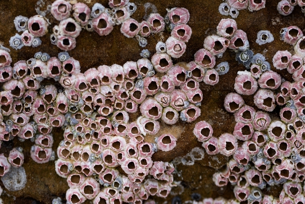 Seaside Rocks Barnacles Image of barnacles covering seaside rock at the beach - Austockphoto