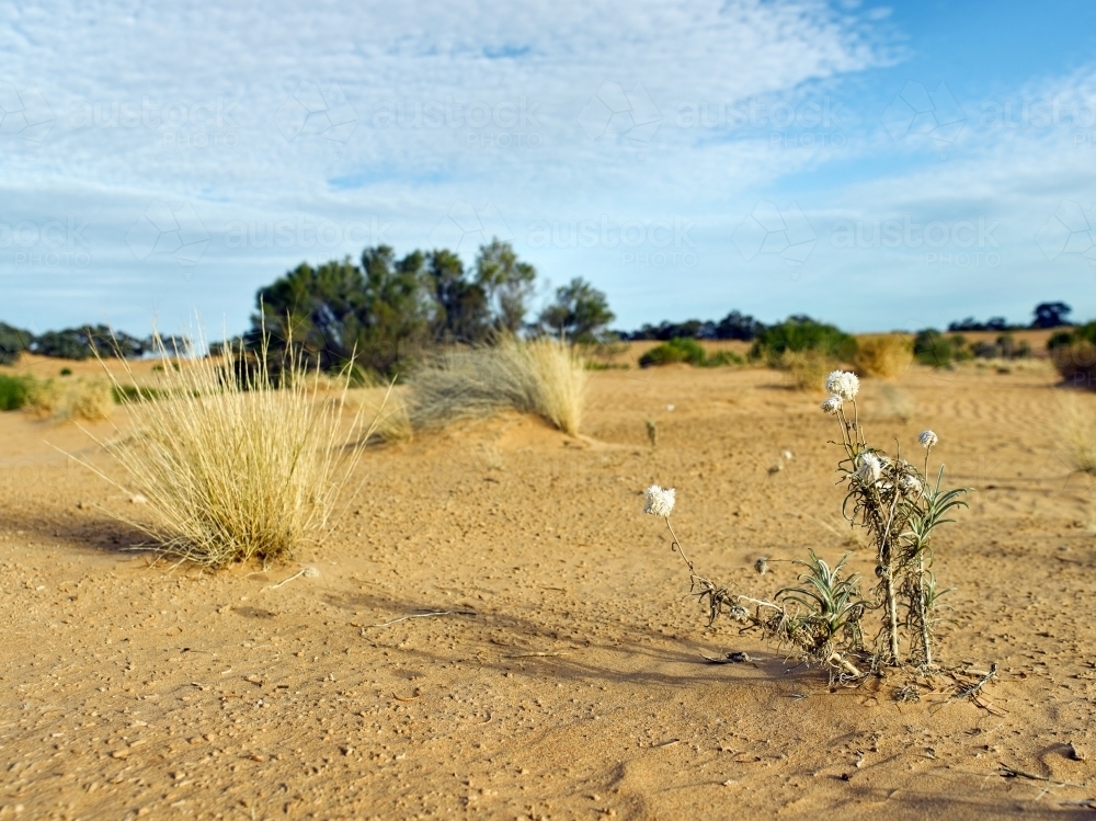 Barren landscape and sandhills in the outback - Australian Stock Image