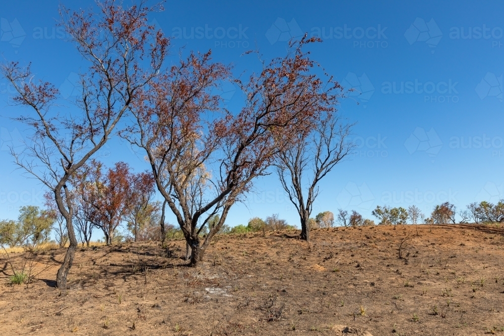 barren landscape with burnt trees and scorched earth - Australian Stock Image