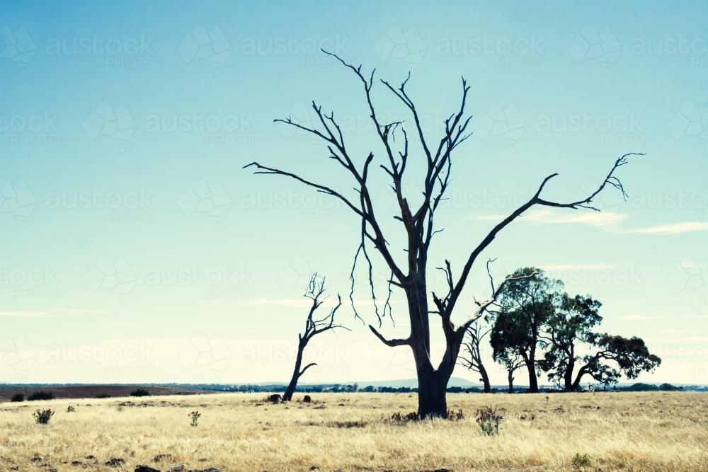 Barren landscape with dead tree in regional Victoria - Australian Stock Image