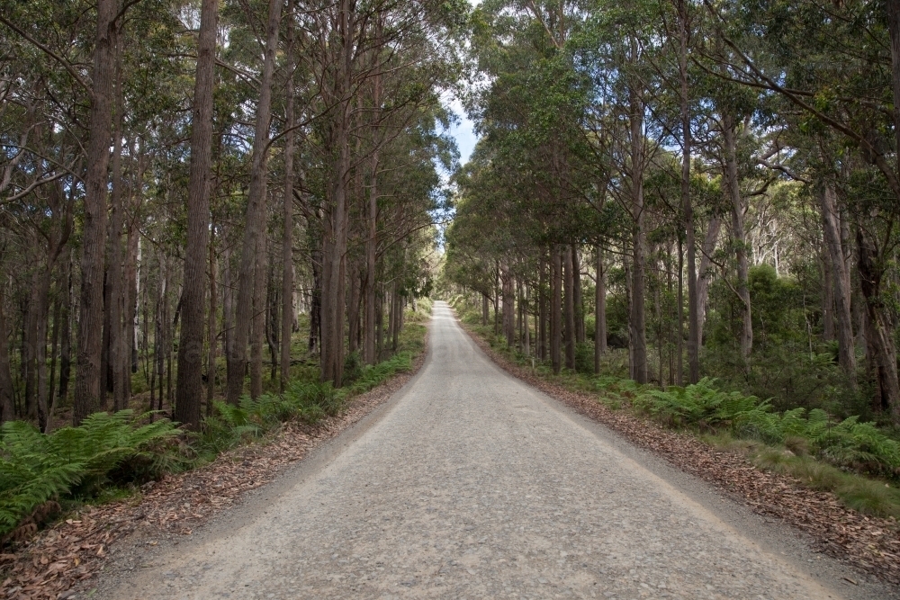 Barrington Tops Forest Road - Australian Stock Image
