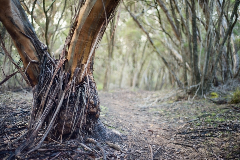 Base of a tree along a bushwalking trail - Australian Stock Image