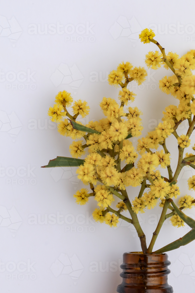Basic white background image featuring small isolated amber glass vial with yellow wattle flowers - Australian Stock Image