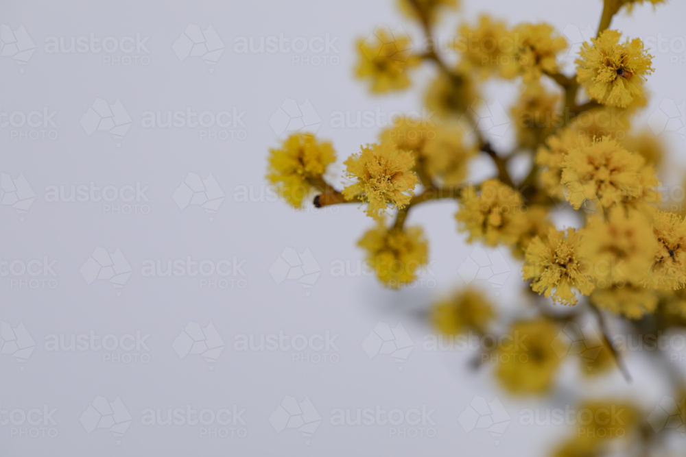 Basic white background image featuring small isolated yellow wattle flowers - Australian Stock Image