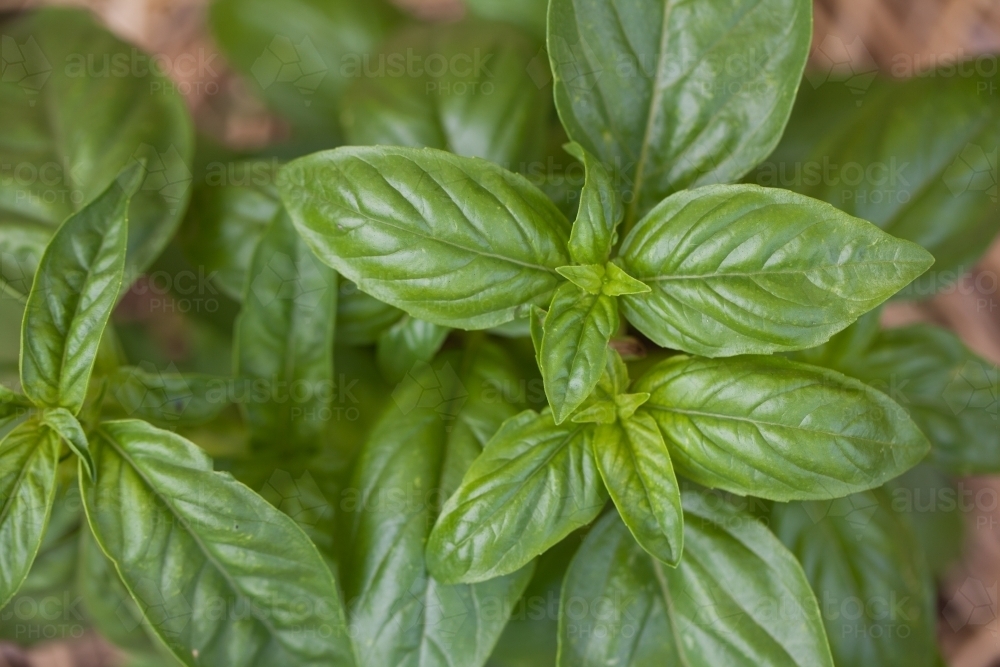 Basil growing in the garden - Australian Stock Image