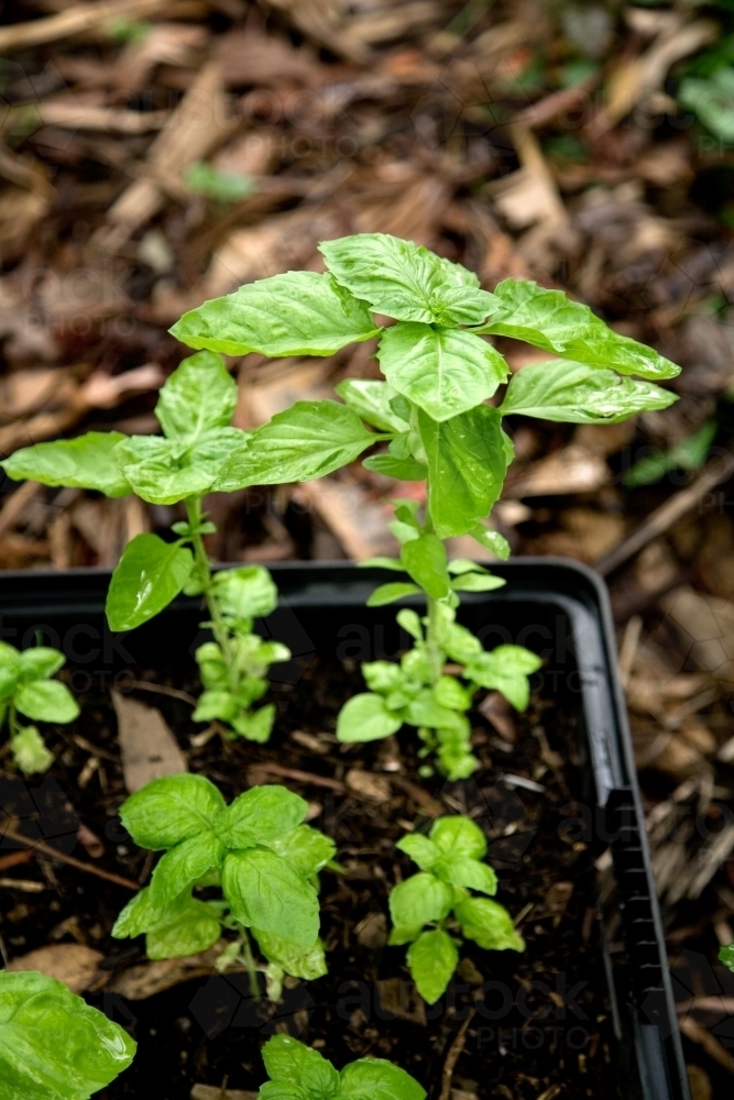 Image of Basil seedlings growing in a pot Austockphoto
