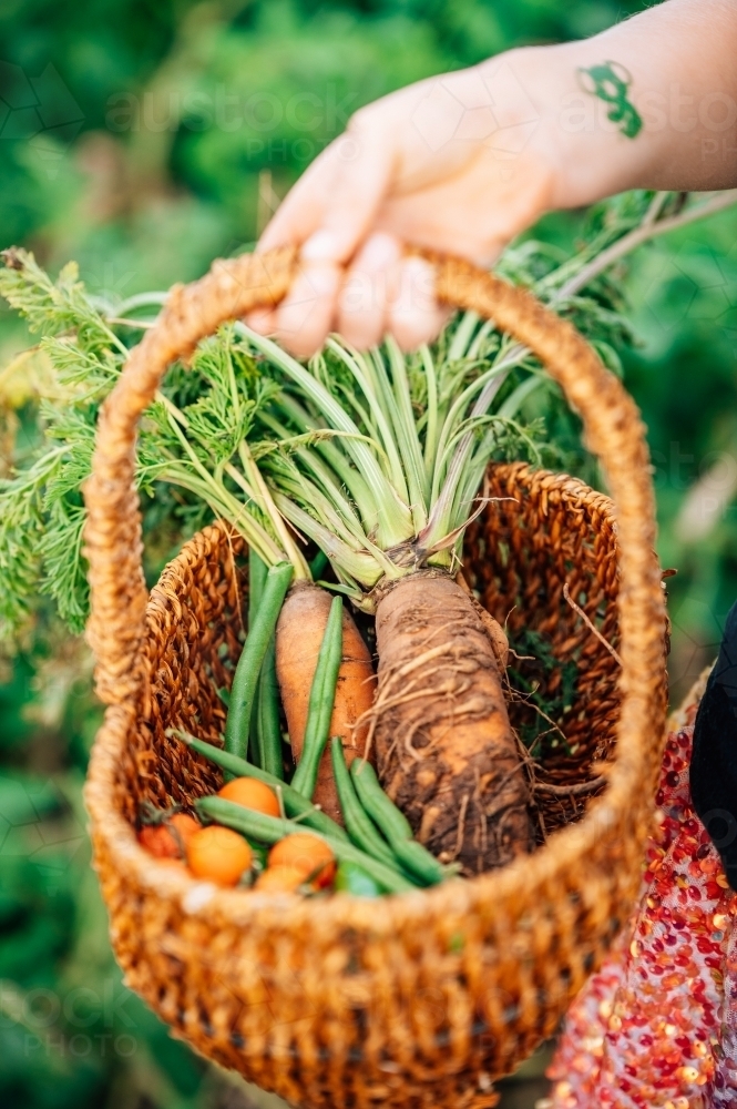 basket of homegrown vegetables being carried - Australian Stock Image
