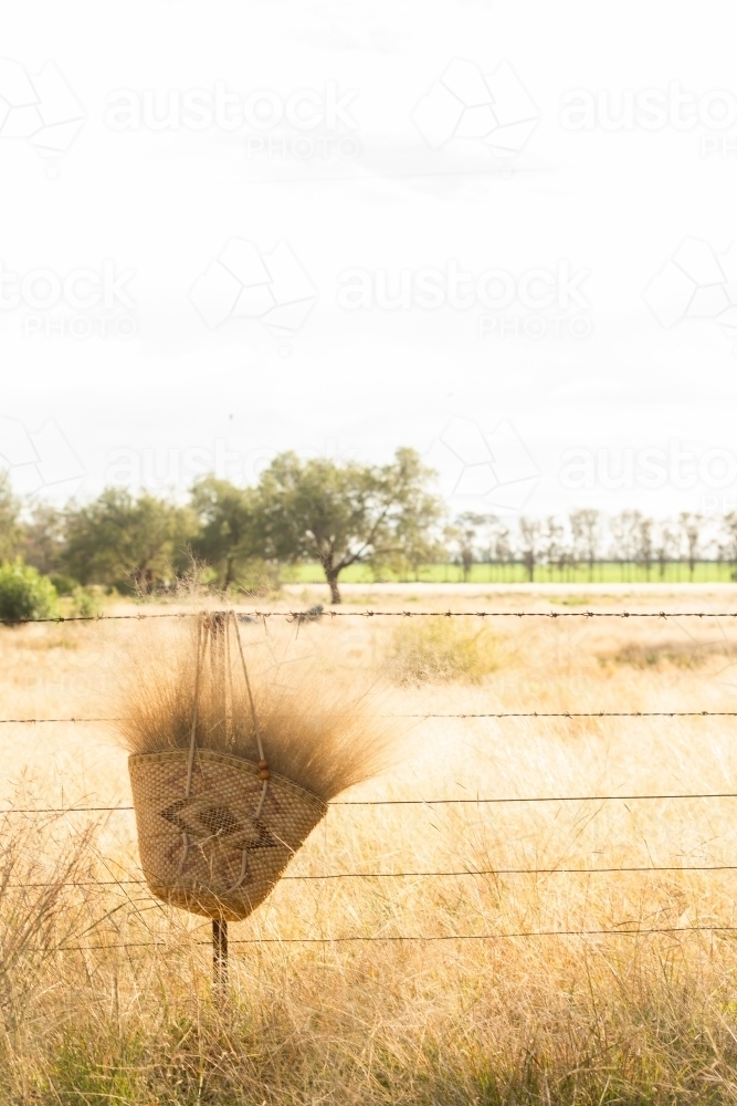 Basket of long grass hanging on a wire fence in a field of long grass - Australian Stock Image
