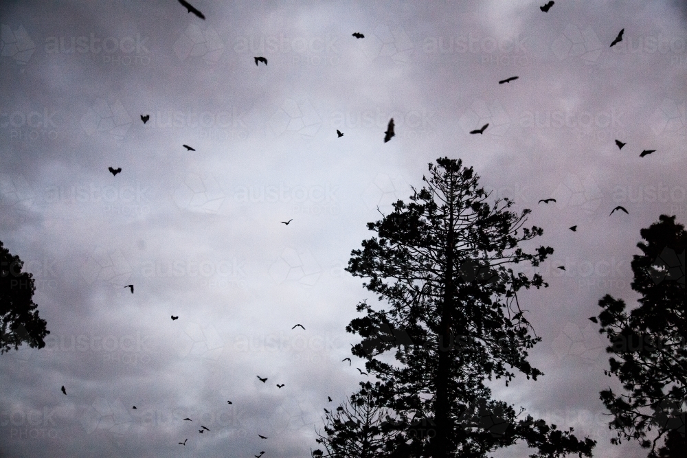 Bats flying in the sky and pine trees silhouetted at dawn - Australian Stock Image