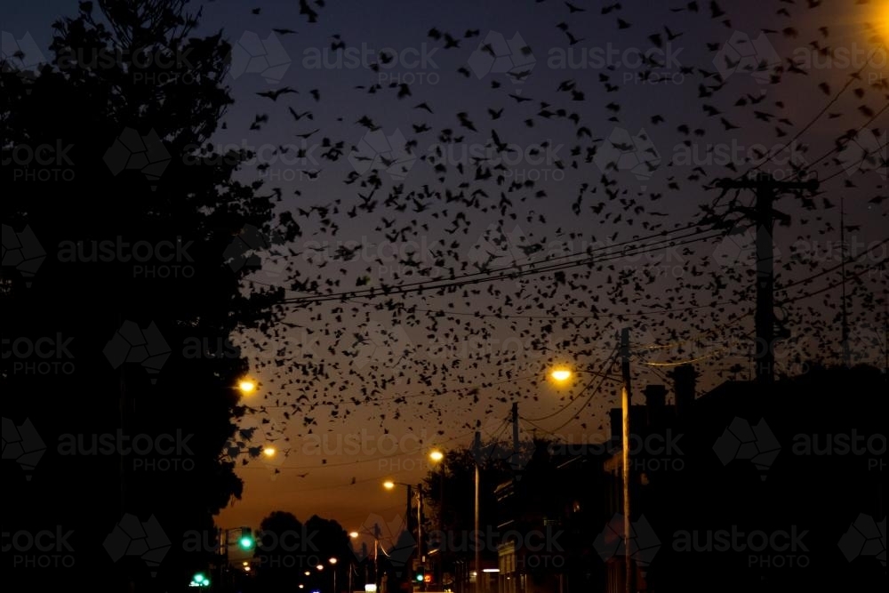 Image of Bats flying over the main street of town at night Austockphoto