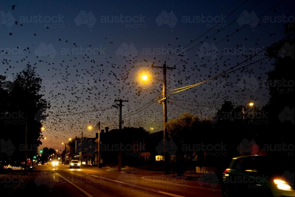 Bats flying over the main street of town at night - Australian Stock Image