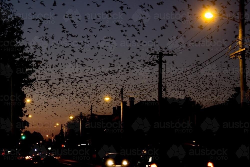 Bats flying over the main street of town at night - Australian Stock Image