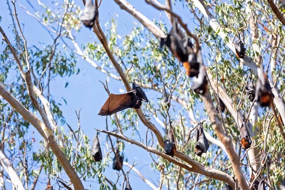 Bats in the gum trees - Australian Stock Image