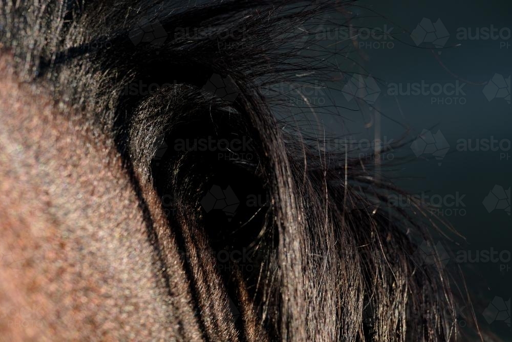 Bay Horse's mane - Australian Stock Image