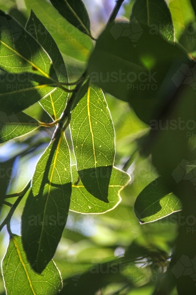 Bay leaves in sunlight - Australian Stock Image