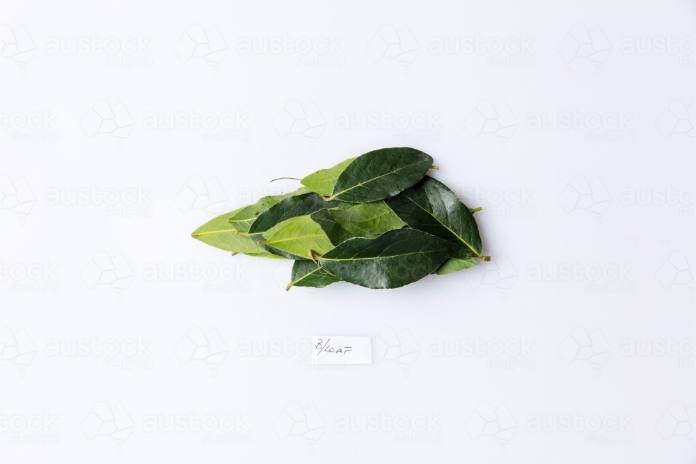 Bay leaves isolated on white - Australian Stock Image