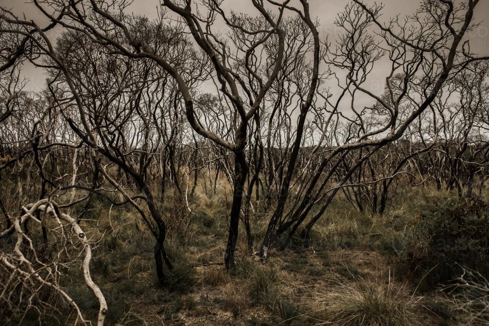 Beach brush bushfire - Australian Stock Image