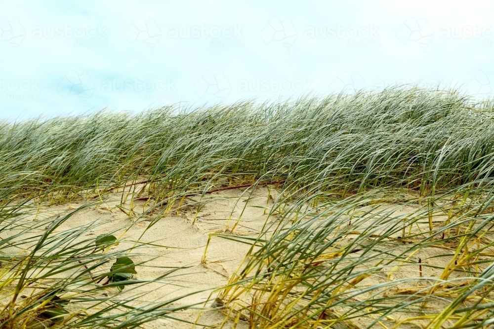 Beach dune grasses waving in the wind at Yamba - Australian Stock Image