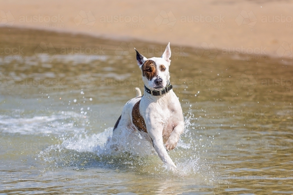 Beach Fun dog running through water - Australian Stock Image