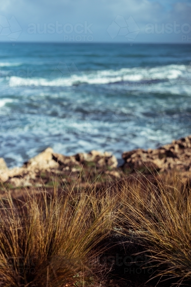 Beach grass growing along a coastline - Australian Stock Image