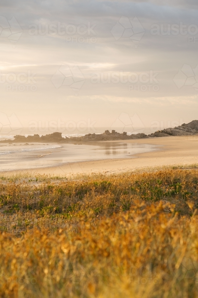 beach grass in the morning light - Australian Stock Image
