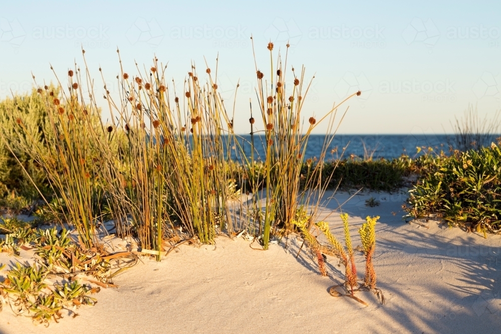 Image of beach grasses and plants on sand dune horizontal - Austockphoto