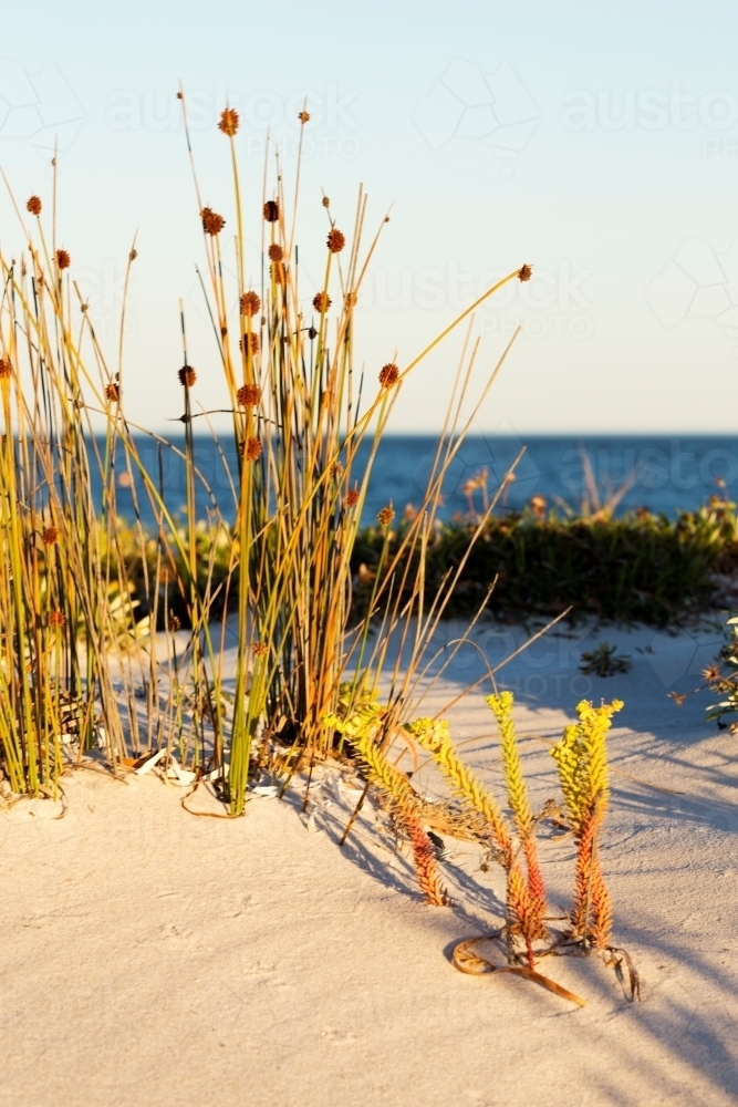beach grasses and plants on sand dune vertical - Australian Stock Image