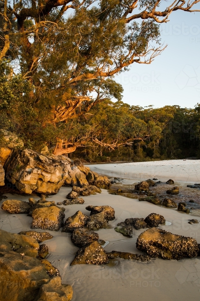 Beach landscape with rocks and trees - Australian Stock Image