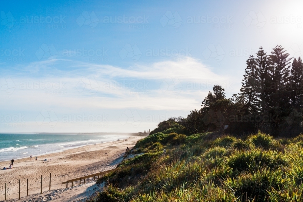 Beach plants in front of silhouettes of pine trees on a beach on blue skied summers day - Australian Stock Image