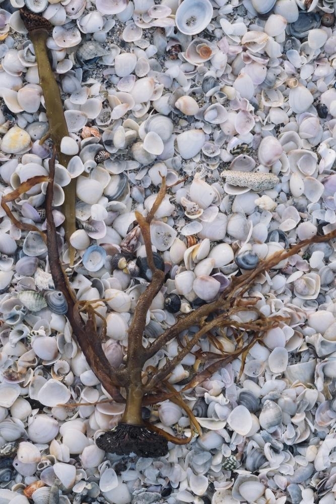 Image of Beach shells and seaweed Austockphoto