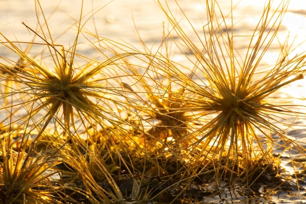 Beach spinifex seeds gathered together along the surf edge of a beach - Australian Stock Image