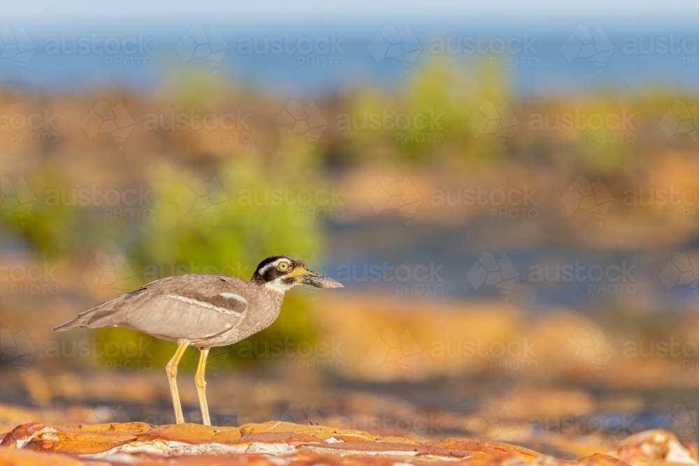 Beach stone-curlew standing on a rock at the beach - Australian Stock Image