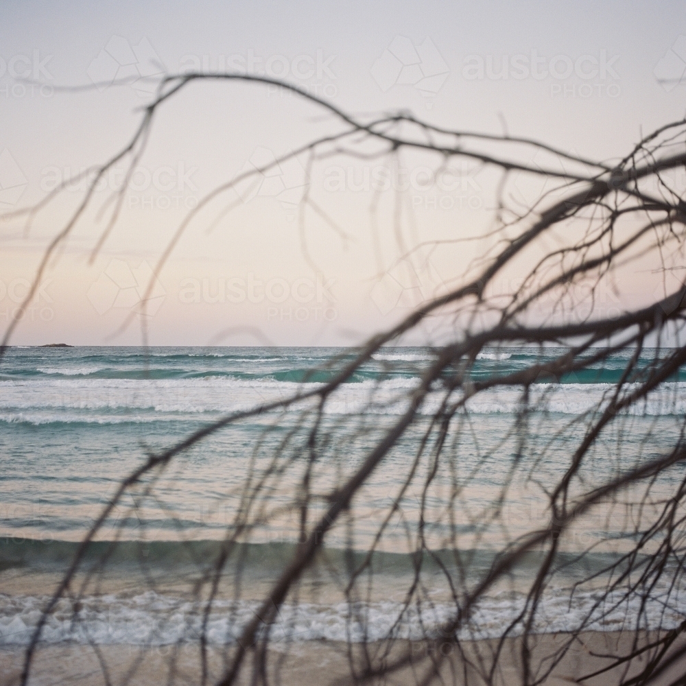 Beach Sunset Through Branches - Australian Stock Image