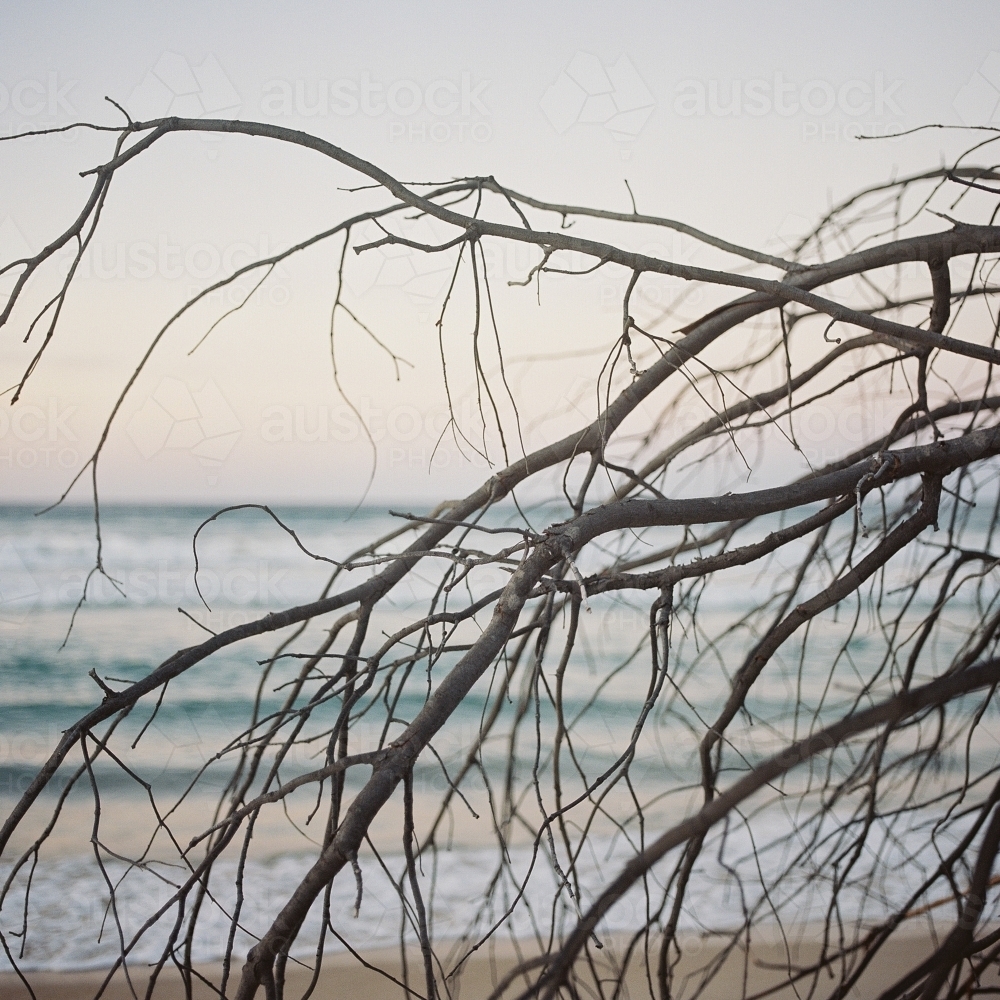 Beach Sunset Through Branches - Australian Stock Image