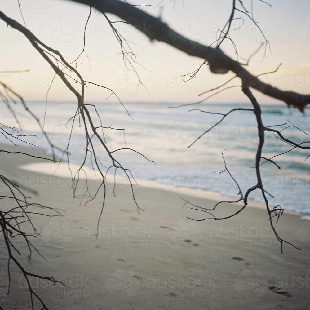 Beach Sunset Through Branches - Australian Stock Image