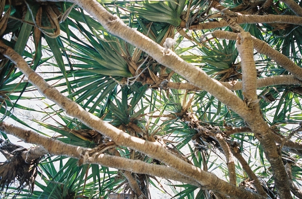 Beach Tree - Australian Stock Image