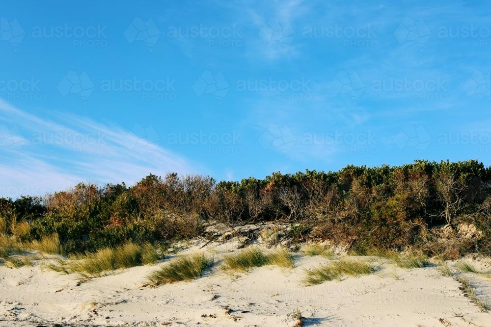 Beach vegetation - Australian Stock Image