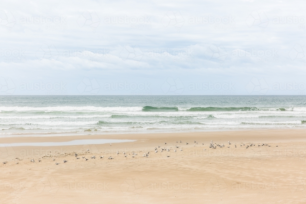 Beach with sand and ocean water waves with cloudy skies and seagulls - Australian Stock Image