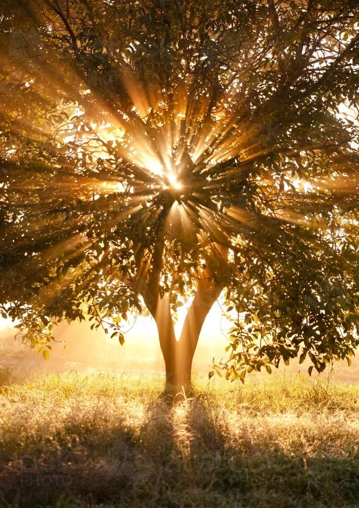 Beams of light stream through a walnut tree at sunrise - Australian Stock Image