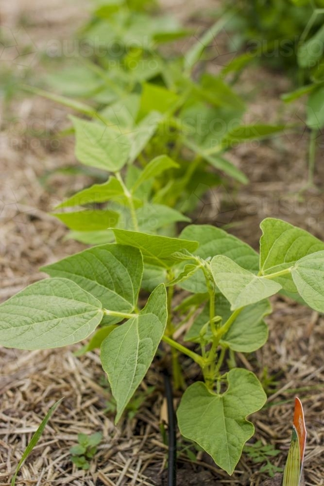 Bean plants growing in backyard vegetable garden - Australian Stock Image